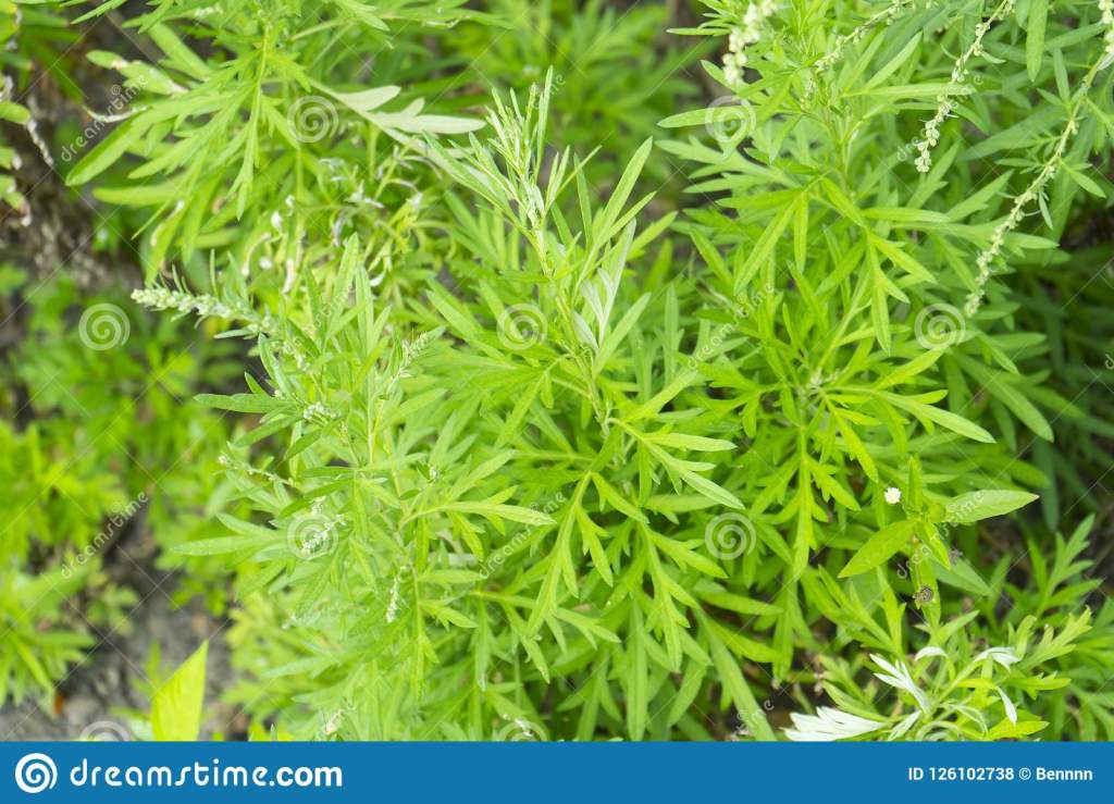 Wormwood – more on herbs that support a healthy&nbsp;gut