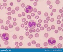 gut microbiome drives neutrophil&nbsp;count