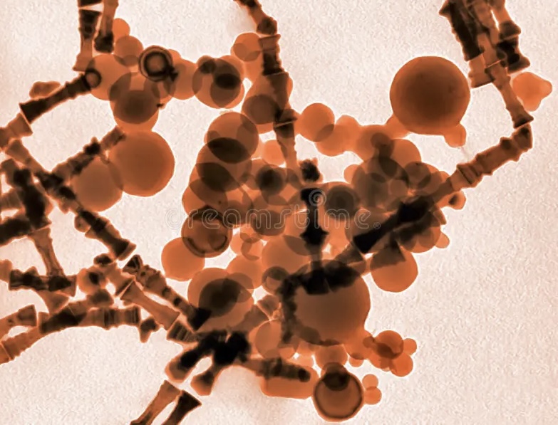 By products of “plastics” can be fermented by our gut, study&nbsp;finds