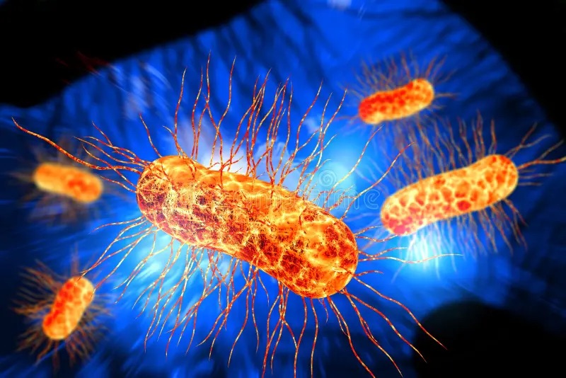 Gut microbe series 4: e. coli