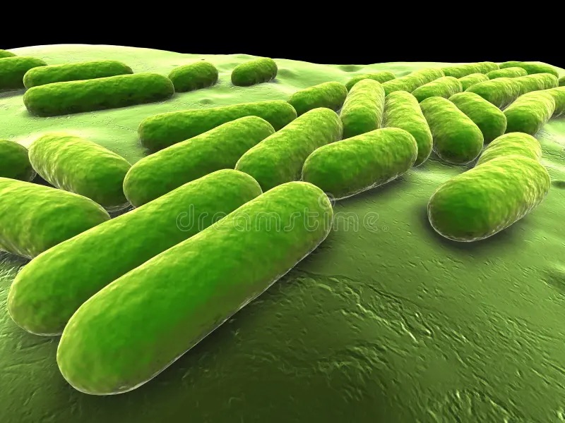 gut microbe series 07:&nbsp;Bacillus