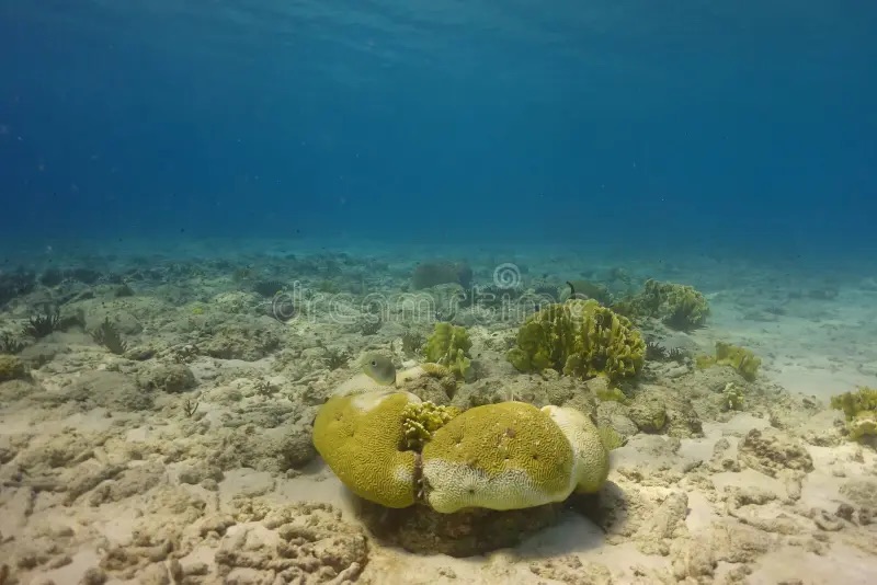 Undersea bacteria key to reverse Methanogenesis&nbsp;->